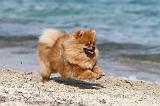 SPITZ ALLEMAND 226